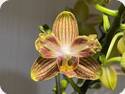 Phal. NCK Goldy Star